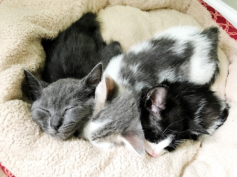 What Does A Kitten Foster Parent Do All Day? [Fostering Cats part 3]