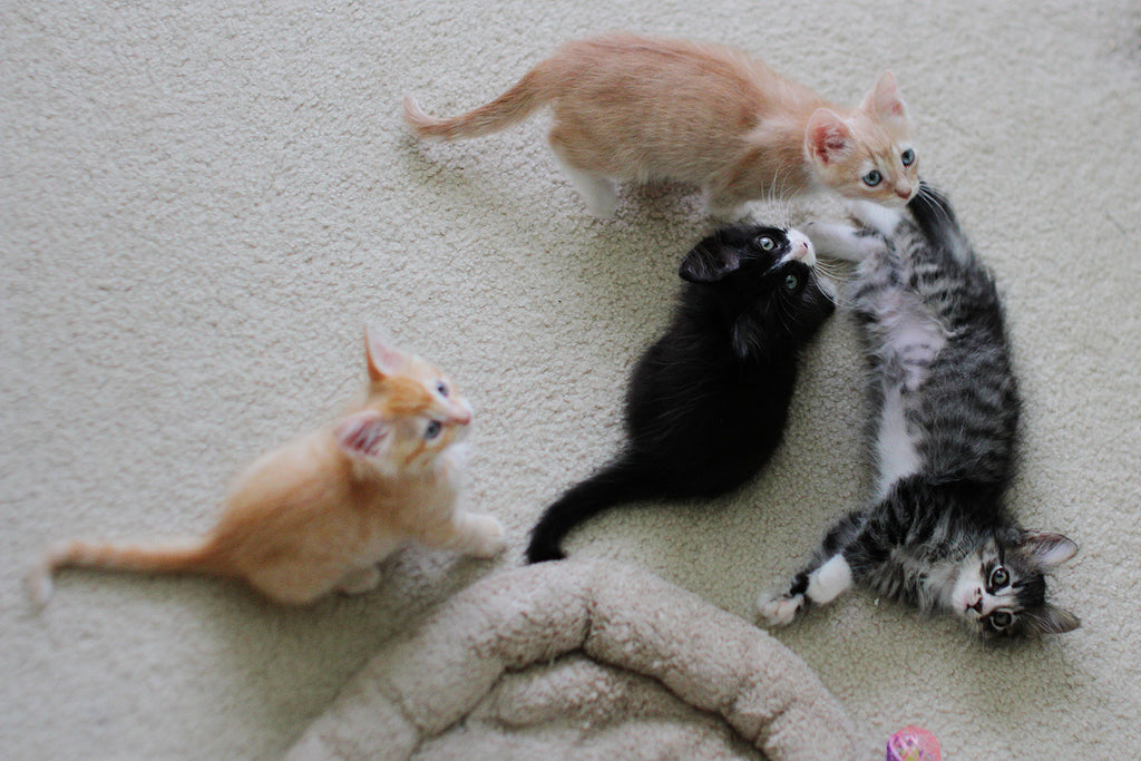 Where Do Foster Kittens Come From? [Fostering Cats part 4]