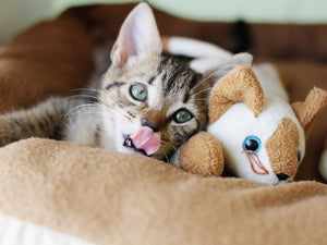 How I Became A Foster Kitten Parent [Fostering Cats part 1]