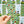Backyard Birds Bookmark