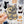 Looks Like My Cat! Dilute tortoiseshell cat magnet