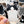 Looks Like My Cat! Black and white bicolor cat sticker