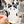 Looks Like My Cat! Black and white bicolor cat sticker