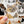 Looks Like My Cat! Dilute calico cat sticker