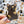 Looks Like My Cat! Tortoiseshell cat sticker