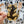 Looks Like My Cat! Tortoiseshell cat sticker