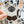 Looks Like My Cat! Seal point Siamese cat sticker