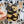 Looks Like My Cat! Tortoiseshell cat sticker