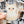 Looks Like My Cat! Ragdoll cat sticker